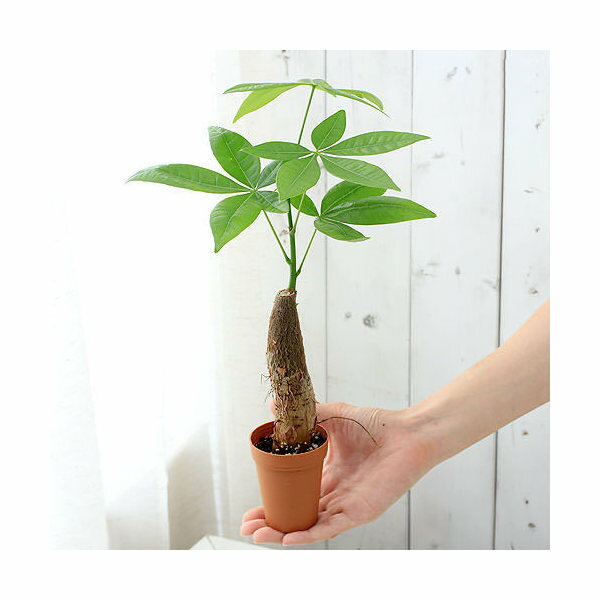 楽天市場】パキラ ミルキーウェイ(サイズ(植木鉢)~ 3号 楽天市場】パキラ ミルキーウェイ(サイズ(植木鉢)~ 3号