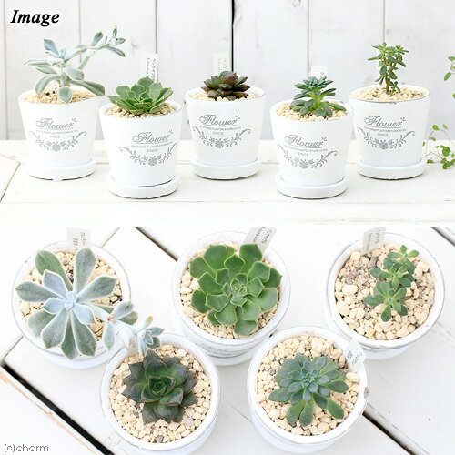 （観葉植物）エケベリア（品種おまかせ）　フレグランドラウンドポットXXS（5鉢）　受け皿付き　多肉植物　鉢植え　おしゃれ　室内　プレゼント