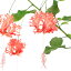 (観葉植物)フウリンブッソウゲ(風鈴仏桑花) 3〜3.5号(1ポット) ハイビスカス 935円