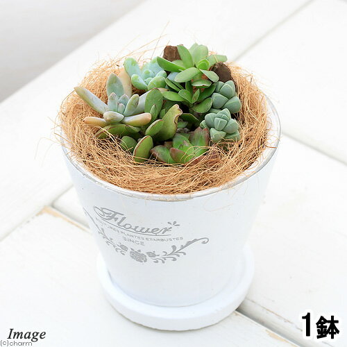 (観葉植物)多肉6種寄せ植え フレグランドラウンドポットXS植え(1鉢) 受皿付 ココヤシ 多肉植物 おしゃれ プレゼント