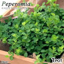 (観葉植物)ペペロミア デピーナ 2.5〜3号(1ポット)