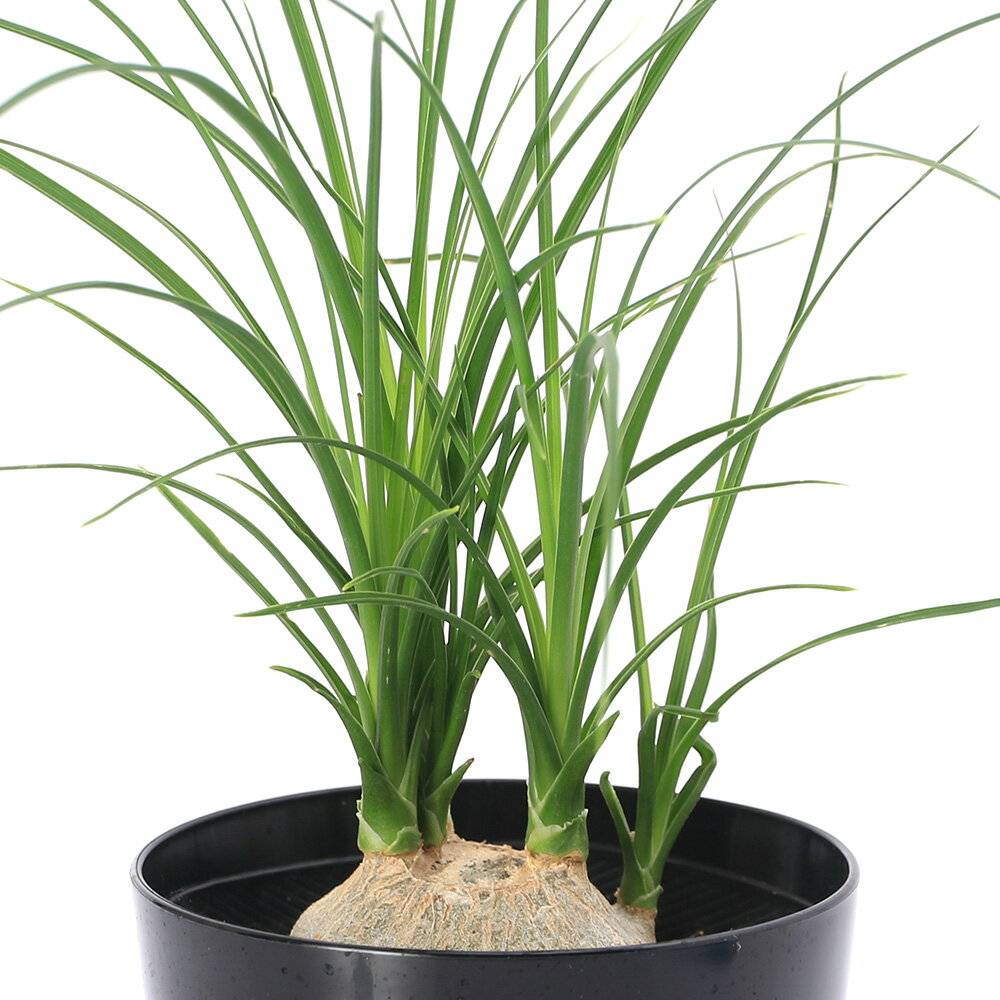 （観葉植物）トックリラン　子ブタのしっぽ　3号（1鉢）