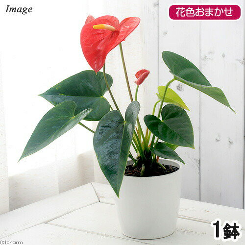 （観葉植物）アンスリウム（花色おまかせ） 5～6号（1鉢）