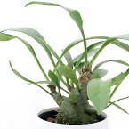 （観葉植物）ミルメコディア　ベッカリー　3号（1ポット）　アリ植物　コーデックス
