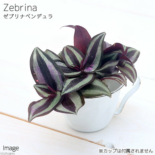 （観葉植物）ミニ観葉　オアシス苗　ゼブリナ　ペンデュラ（1苗）