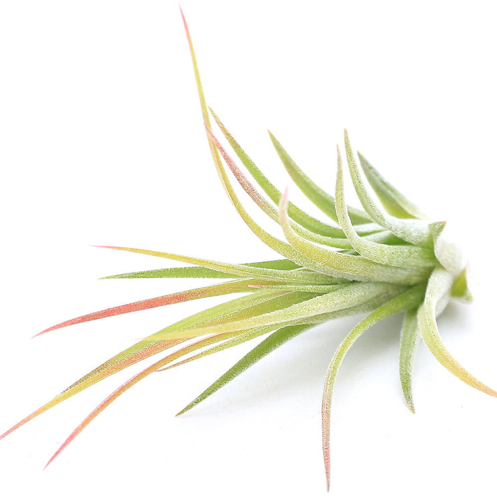 （観葉植物）エアープランツ チランジア イオナンタ グレース（1株）