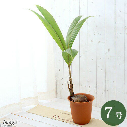 （観葉植物）ヤシ　ココヤシ　7号（1鉢）