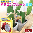 (観葉植物)果樹苗 ドラゴンフルーツ 白肉 3.5号(3ポット) 家庭菜園 沖縄 果物 フルーツ