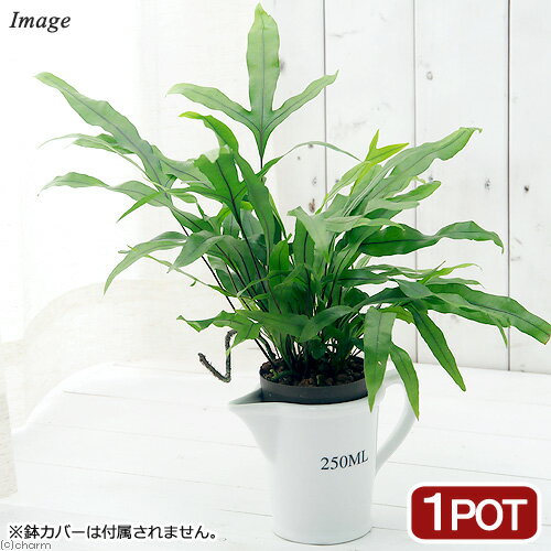 （観葉植物）ハイドロ苗9φ・Lサイズ ミクロソリウム（1ポット）