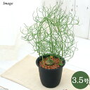 (多肉植物)ボウィエア ボルビリス 蒼角殿(ソウカクデン) 3~3.5号(1鉢) コーデックス 冬季落葉中