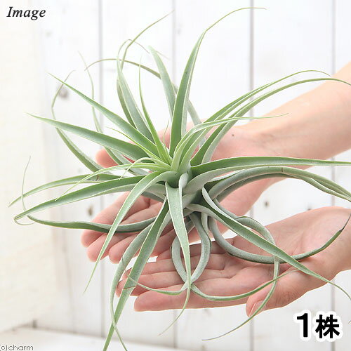 （観葉植物）エアープランツ　チランジア　カクティコラ　シンリーフ（1株）