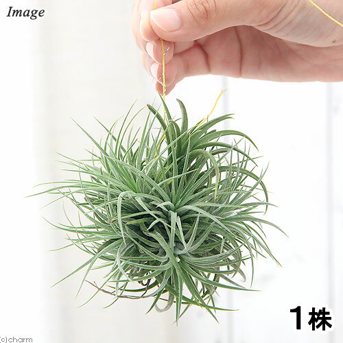 （観葉植物）エアープランツ チランジア イオナンタ クランプボール（1株）