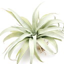 (観葉植物)エアープランツ チランジア カピタータ イエロースター Lサイズ(1株)