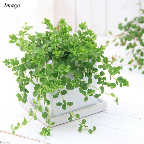 （観葉植物）ペペロミア　デピーナ　陶器鉢植え　マットホワイト（1鉢）　受皿付　セラミス　鉢植え　おしゃれ　室内　プレゼント