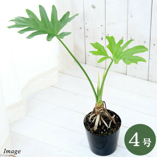 楽天市場】フィロデンドロン セローム（花・観葉植物｜花・ガーデン