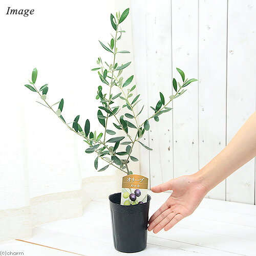 �ʴ��տ�ʪ�˲̼��ġ����꡼�֤��ڡ���å���3��5���1ȭ�ˡ������ڱ�