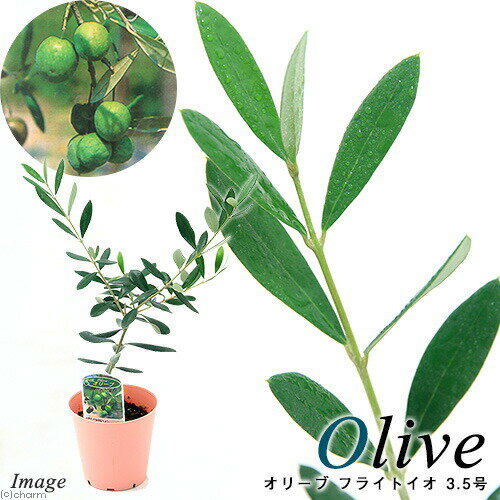 （観葉植物）果樹苗　オリーブの木　フライトイオ　3．5号（1鉢）　家庭菜園