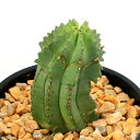 (多肉植物)ユーフォルビア ホリダ 3号(1鉢)