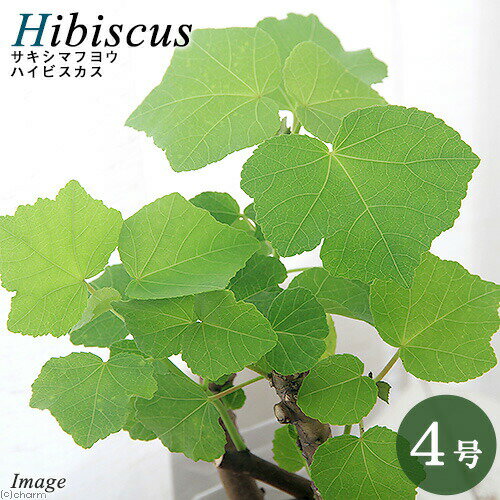（観葉植物）サキシマフヨウ（先島芙蓉）　ハイビスカス　3〜4号（1ポット）