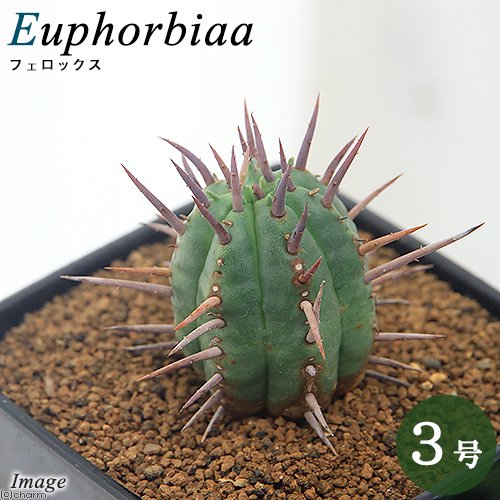 ユーフォルビアフェロックス3号