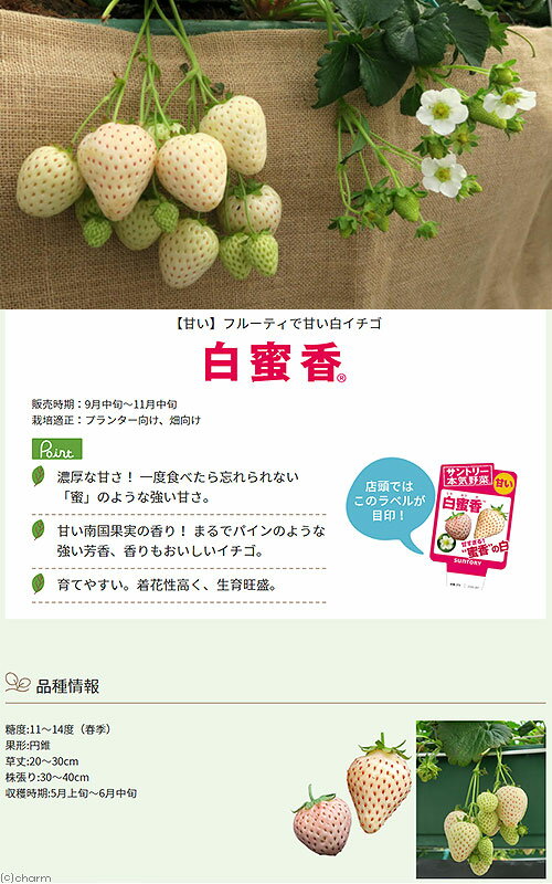 �ʴ��տ�ʪ�˥���ȥ꡼������ġ�����������̪�ᡡ3���3�ݥåȡˡ������ڱࡡ��ʪ���ե롼��