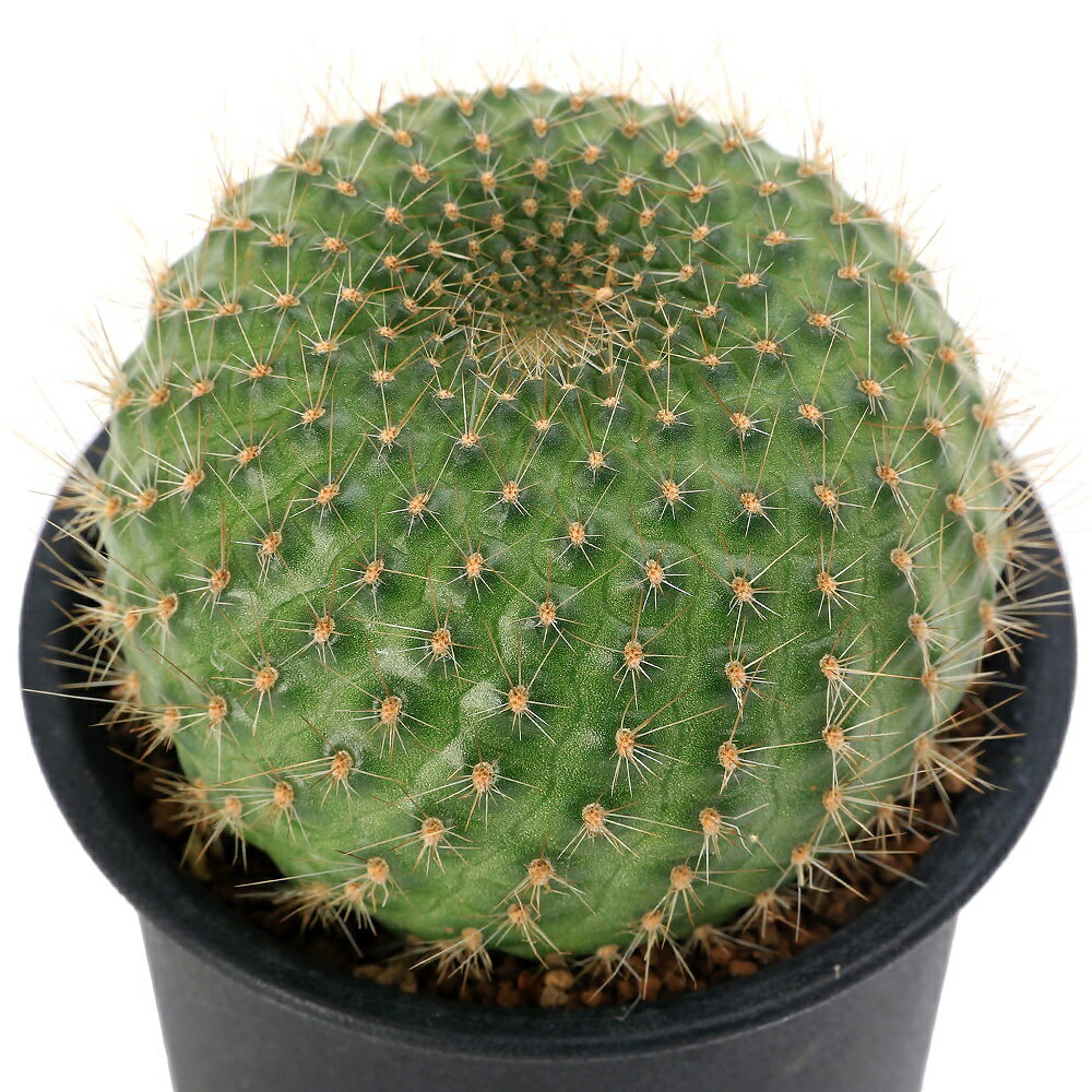 楽天市場】レブチアの通販