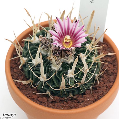 （多肉植物）素焼鉢　サボテン　エキノフォスロカクタス　縮玉（チヂミダマ）　3号（1鉢）