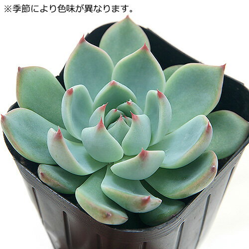 （多肉植物）エケベリア　桃太郎　2．5〜3号（1ポット）