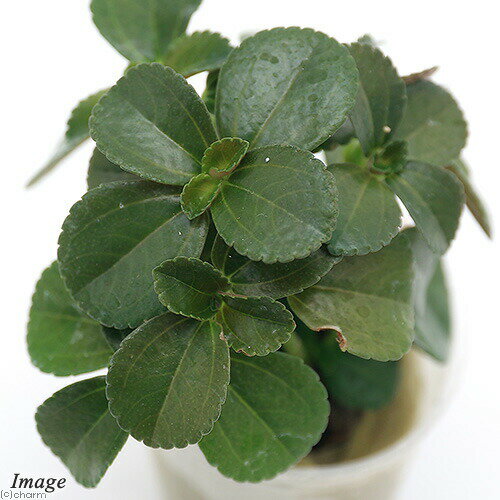 （観葉植物）ミニ観葉 オアシス苗 ピレア サンパウロ（1苗）