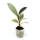 (観葉植物)ミニ観葉 オアシス苗 フィカス ティケネ(1苗)