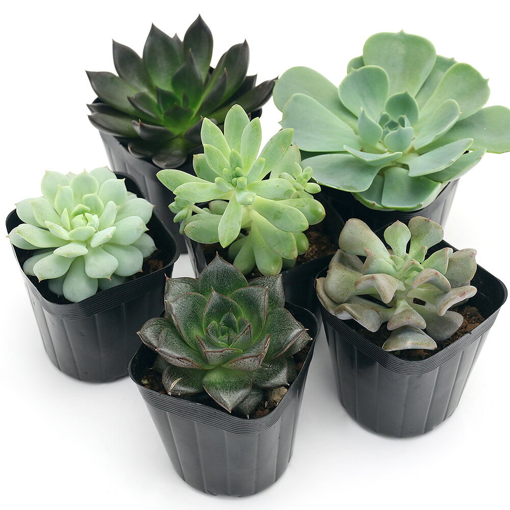 （観葉植物）エケベリア 品種おまかせ 2号（10ポット）（品種名のラベル付き）