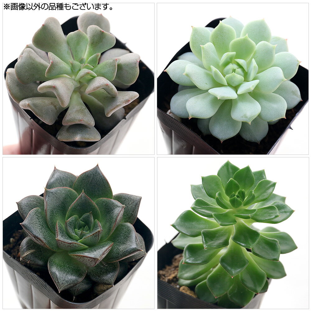 （観葉植物）エケベリア　品種おまかせ　2号（10ポット）（品種名のラベル付き）