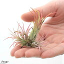 (観葉植物)エアープランツ チランジア イオナンタ フェーゴ クランプ(1株)