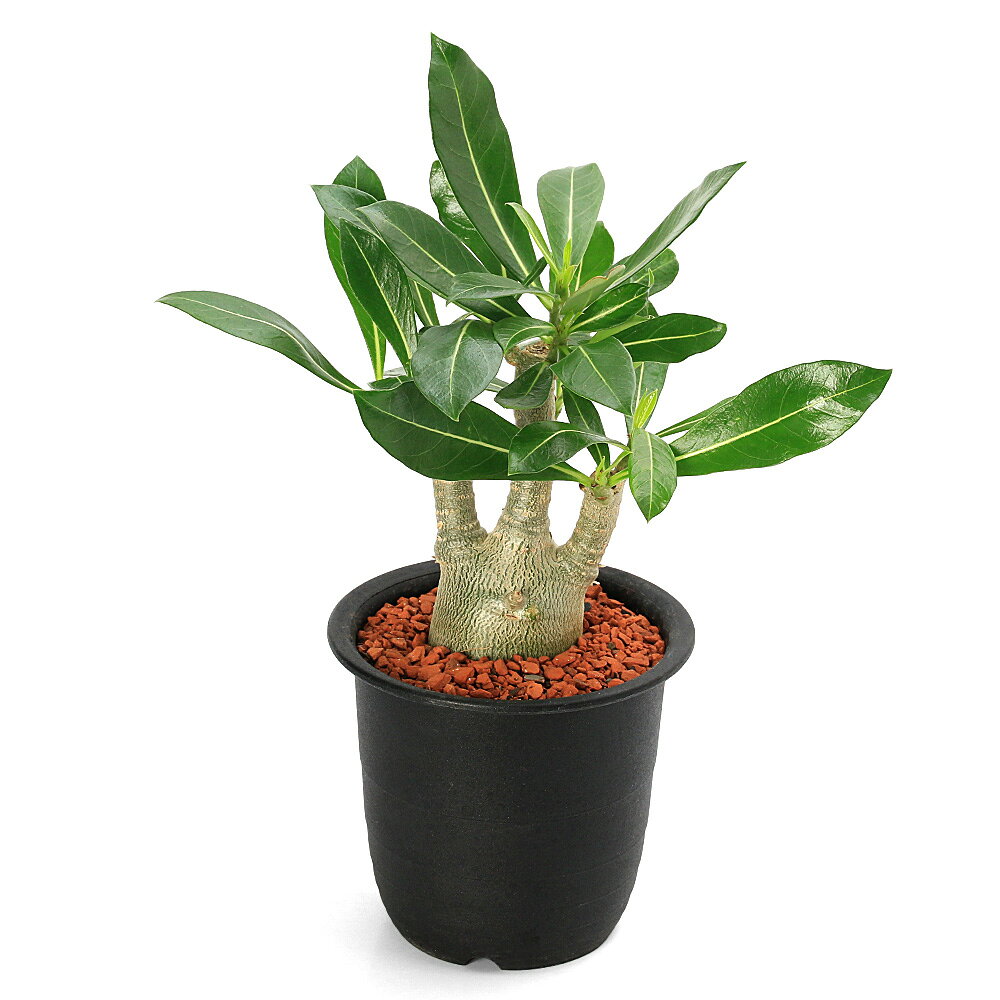 （多肉植物）アデニウム　アラビカム　4号（1鉢）　コーデックス