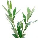 (観葉植物)果樹苗 オリーブの木 レッチーノ 3.5号(1ポット) 家庭菜園