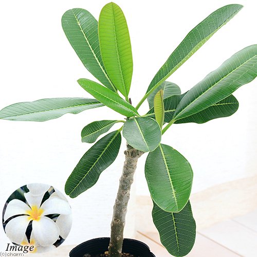 楽天市場】プルメリア（観葉植物｜花・観葉植物）：花・ガーデン・DIY