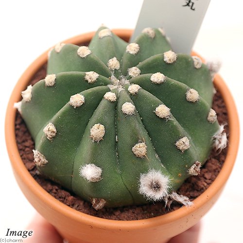 （多肉植物）素焼鉢　サボテン　エキノプシス　刺無短毛丸（トゲナシタンゲマル）　3号（1鉢）のサムネイル