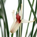 (観葉植物)洋ラン デンドロビウム シャーマニー 2.5~3号(1ポット)
