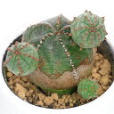 (多肉植物)ユーフォルビア オベサブロウ 2.5号(1鉢)