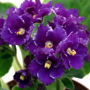 (観葉植物)セントポーリア ステファニー オプチマラ種 3.5号(1鉢)