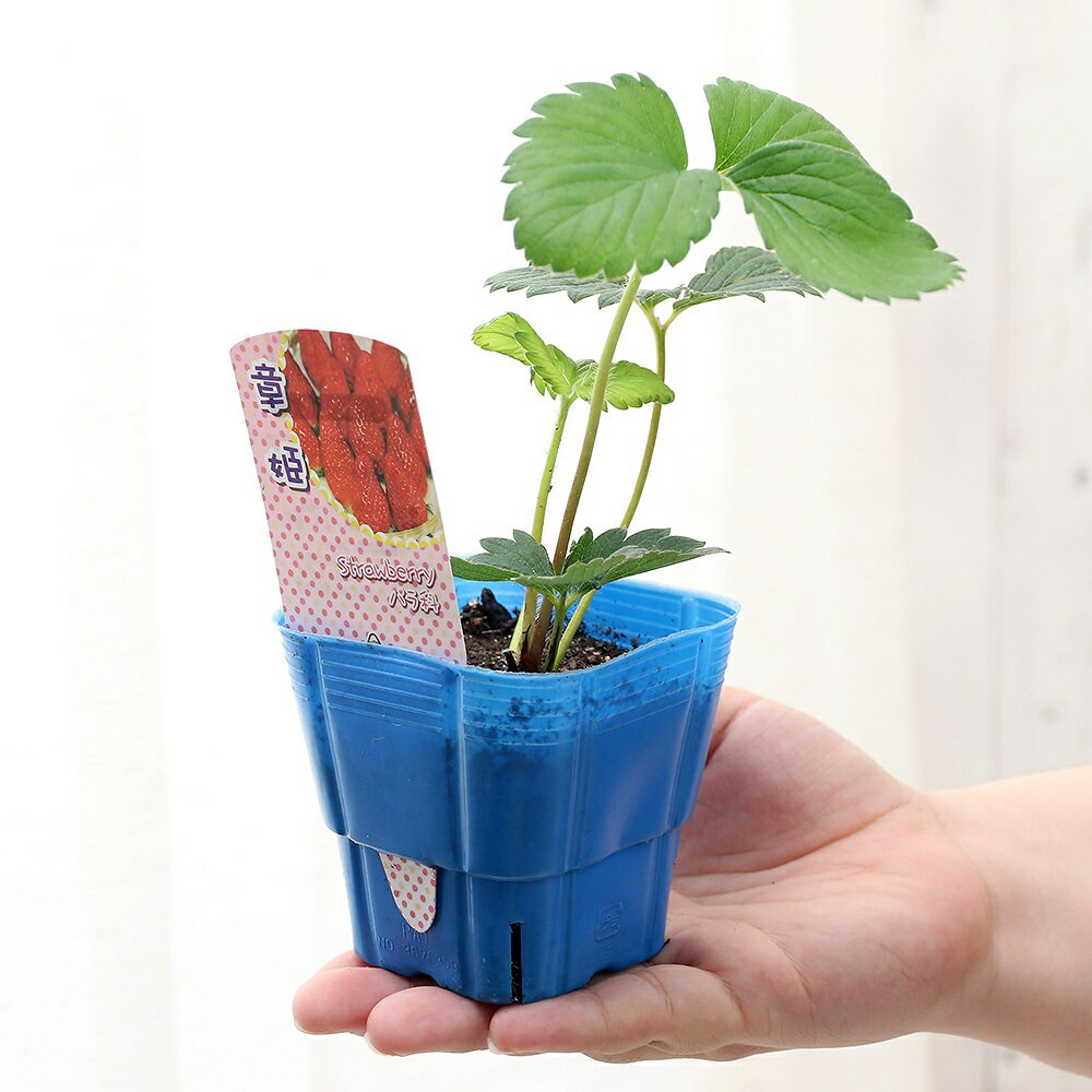 �ʴ��տ�ʪ������ġ�����������ɱ��3��3��5���1�ݥåȡˡ������ڱࡡ�������ġ���ʪ���ե롼��