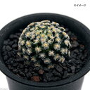 (多肉植物)サボテン マミラリア 明星 3号(1鉢)
