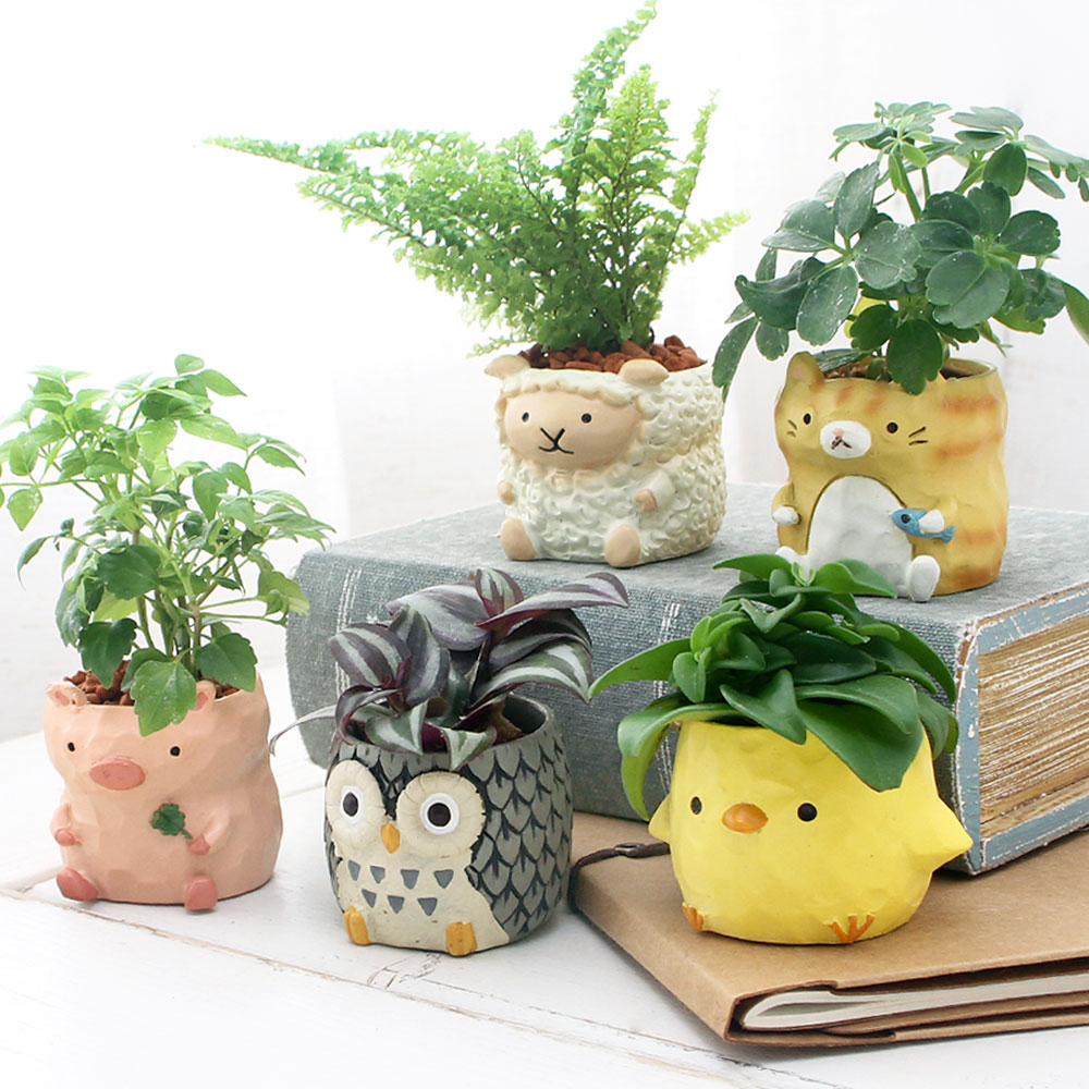 （観葉植物）おまかせミニ観葉 リトルアニマル 鉢おまかせ（3鉢）（説明書付き）