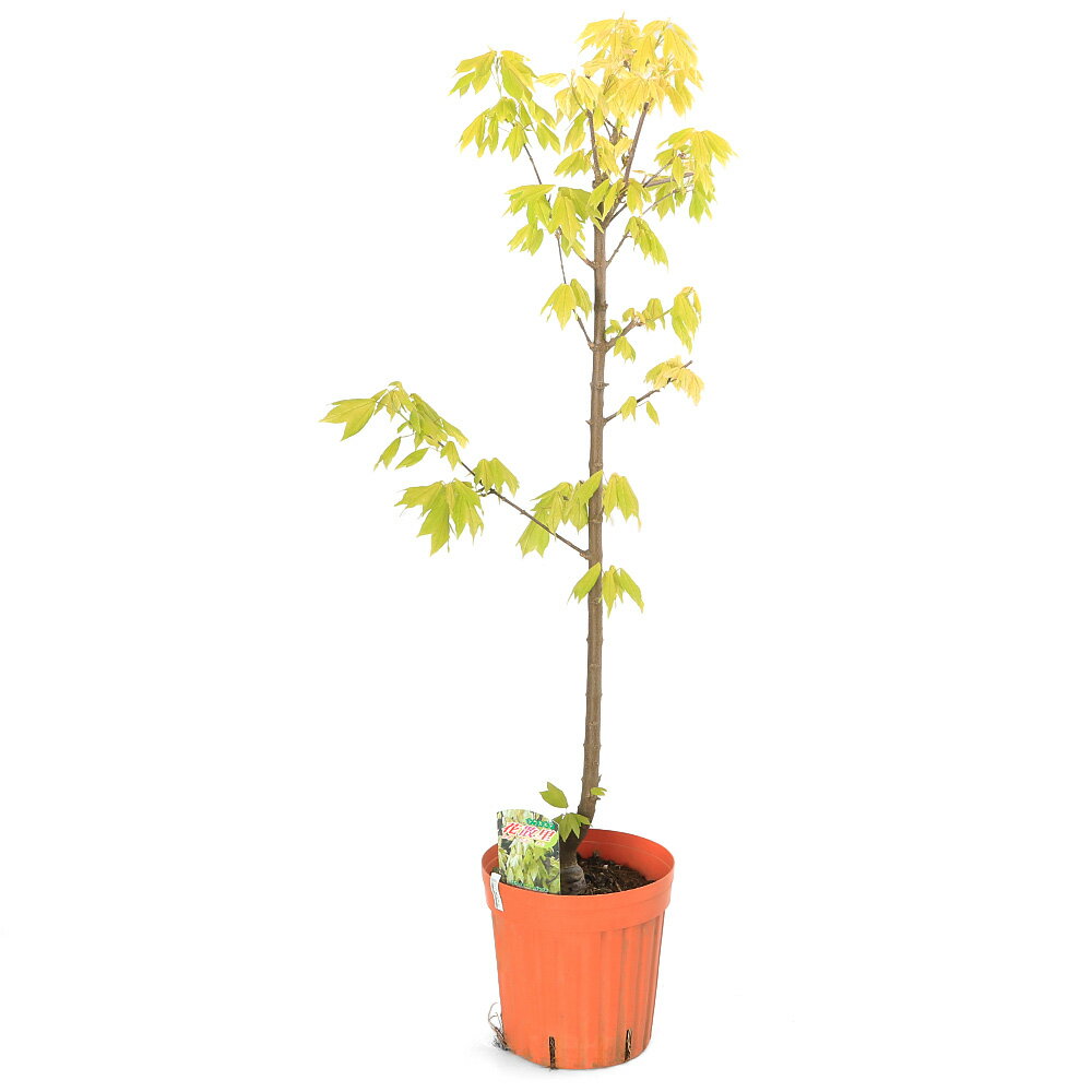 （観葉植物）果樹苗　5つ葉アケビ　5号（1鉢）　家庭菜園