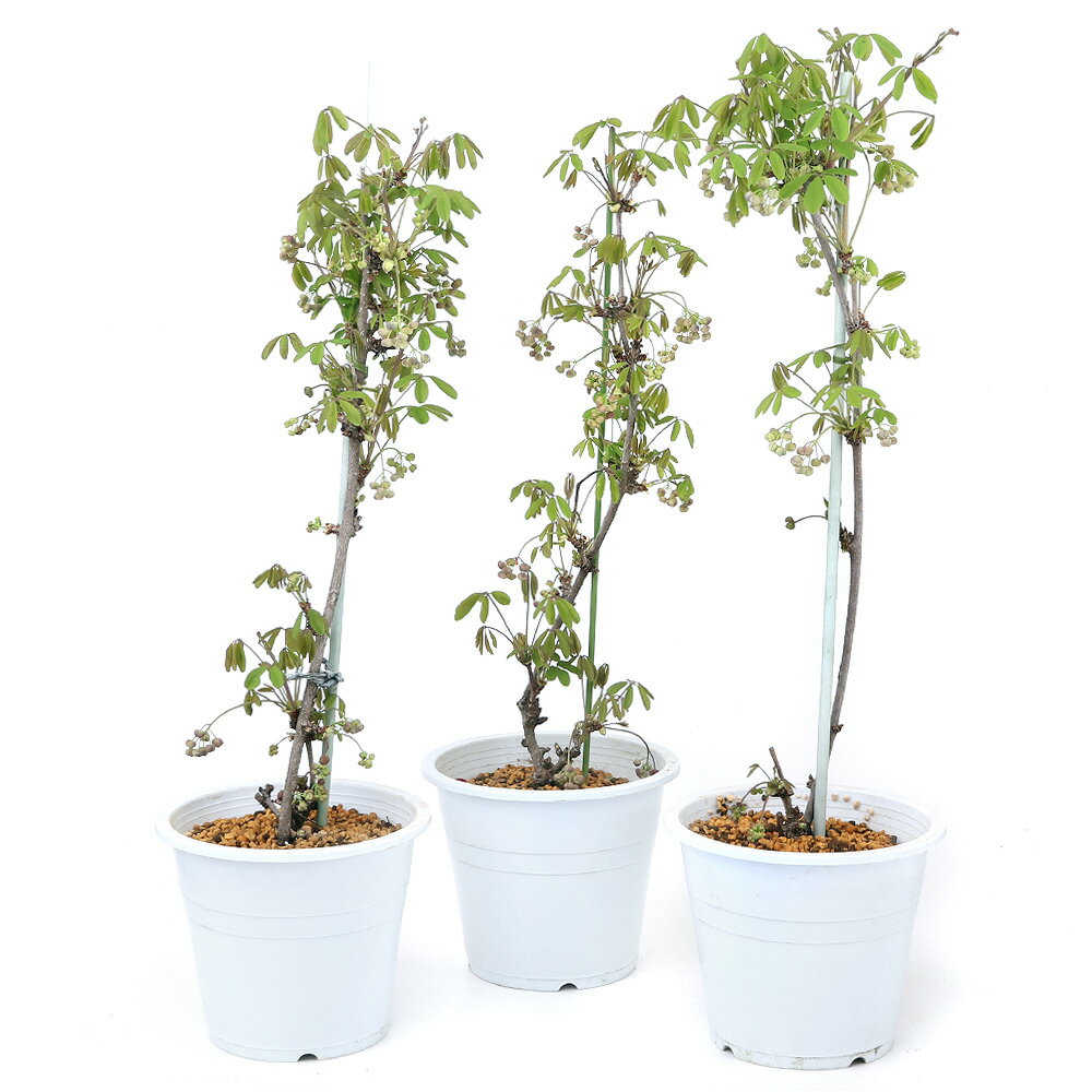 （観葉植物）果樹苗　5つ葉アケビ　5号（1鉢）　家庭菜園