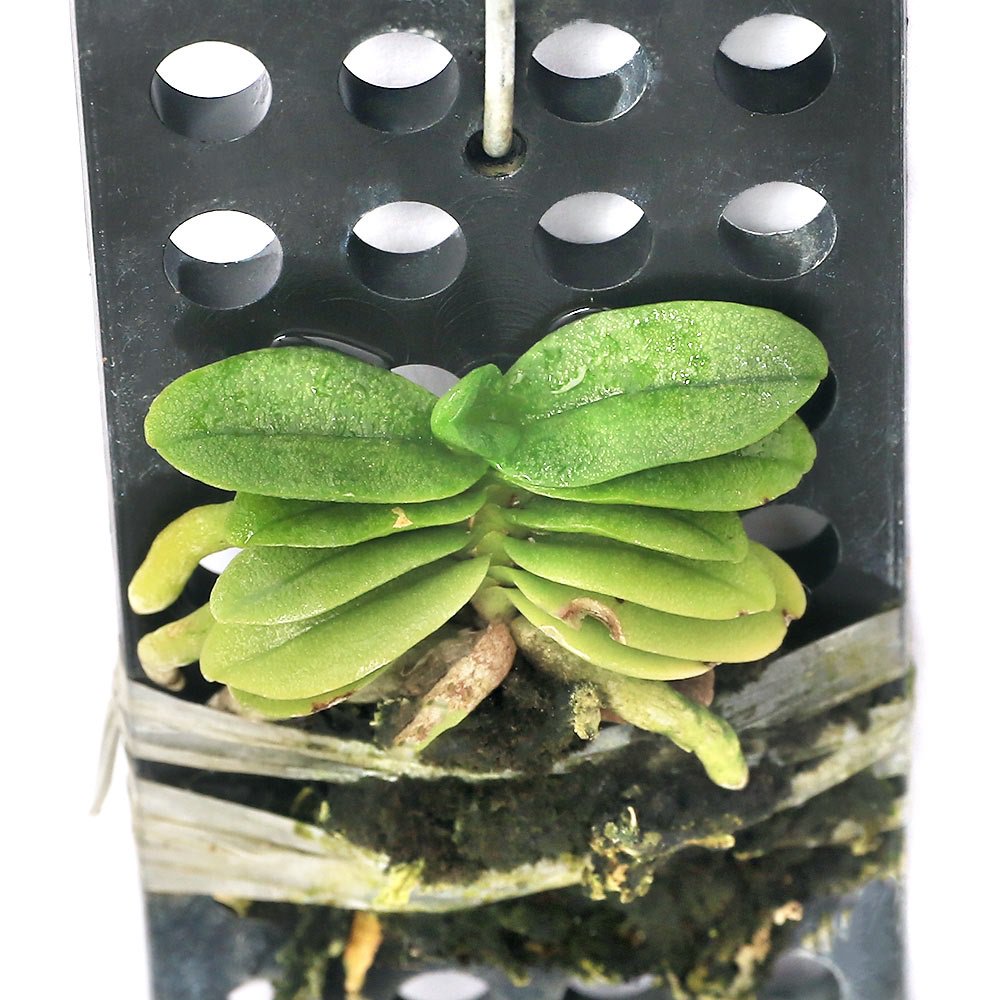 （観葉植物）洋ラン ショエノルキス フラグランス（1株）