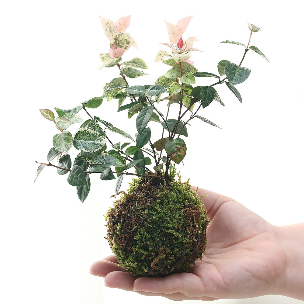 �ʴ��տ�ʪ���ݶ̡��ϥĥ業������ʽ����ˡ�1�ġ�