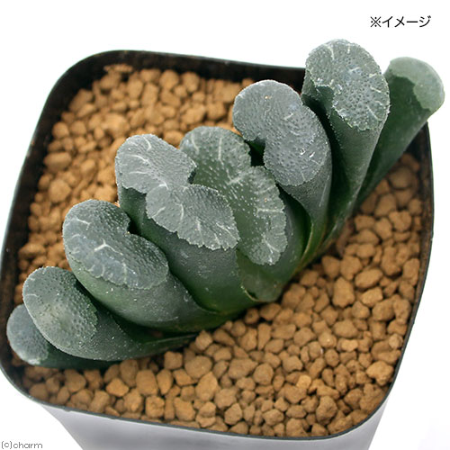 ハオルチア玉扇大縄コンゲスタ3号