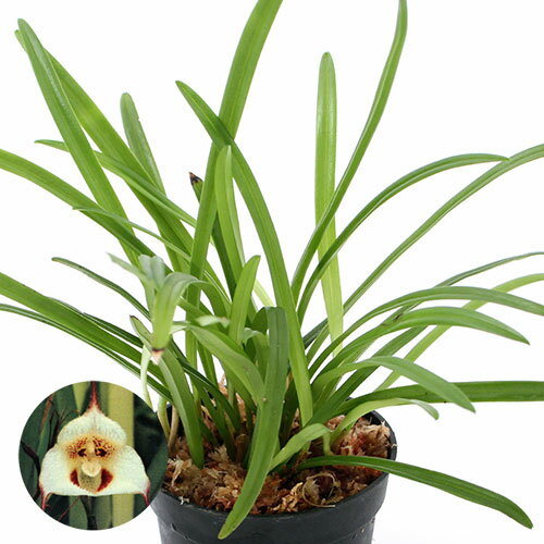 （観葉植物）洋ラン モンキーオーキッド ドラクラ ロタックス 2．5～3号（1ポット）