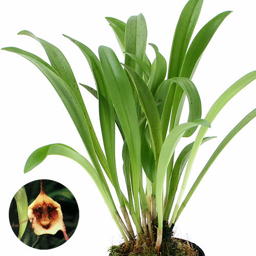 （観葉植物）洋ラン モンキーオーキッド ドラクラ カリエリー 2．5～3号（1ポット）